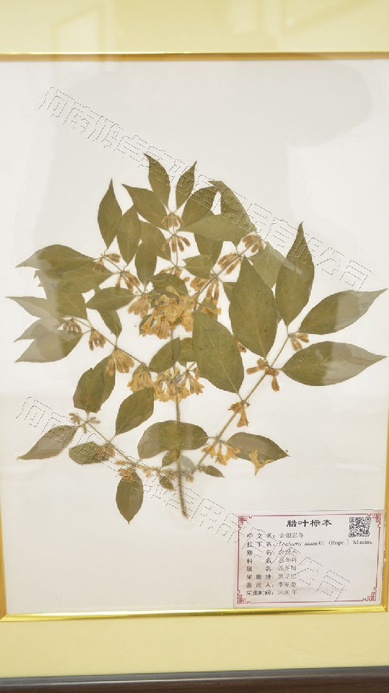金銀忍冬臘葉標(biāo)本